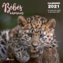 CALENDRIER BEBES ANIMAUX 2021