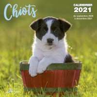CALENDRIER CHIOTS 2021