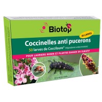 COCCIFLY LARVES ANTI PUCERONS 50 LARVES